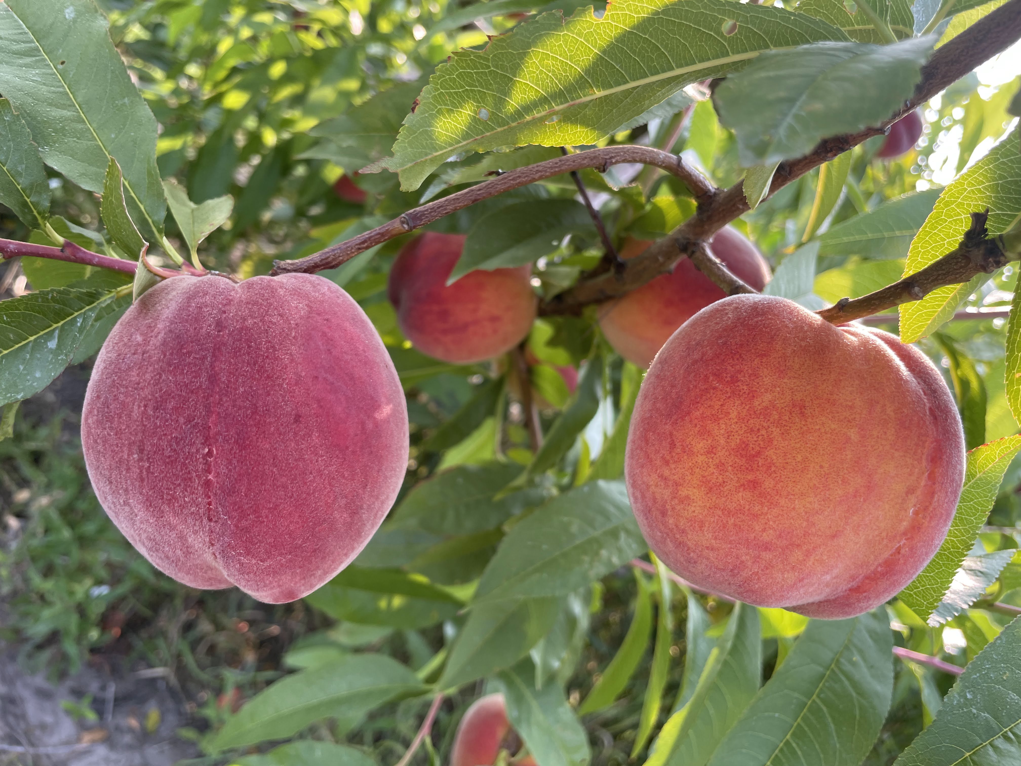 Narrative 1 Peach photo.jpg